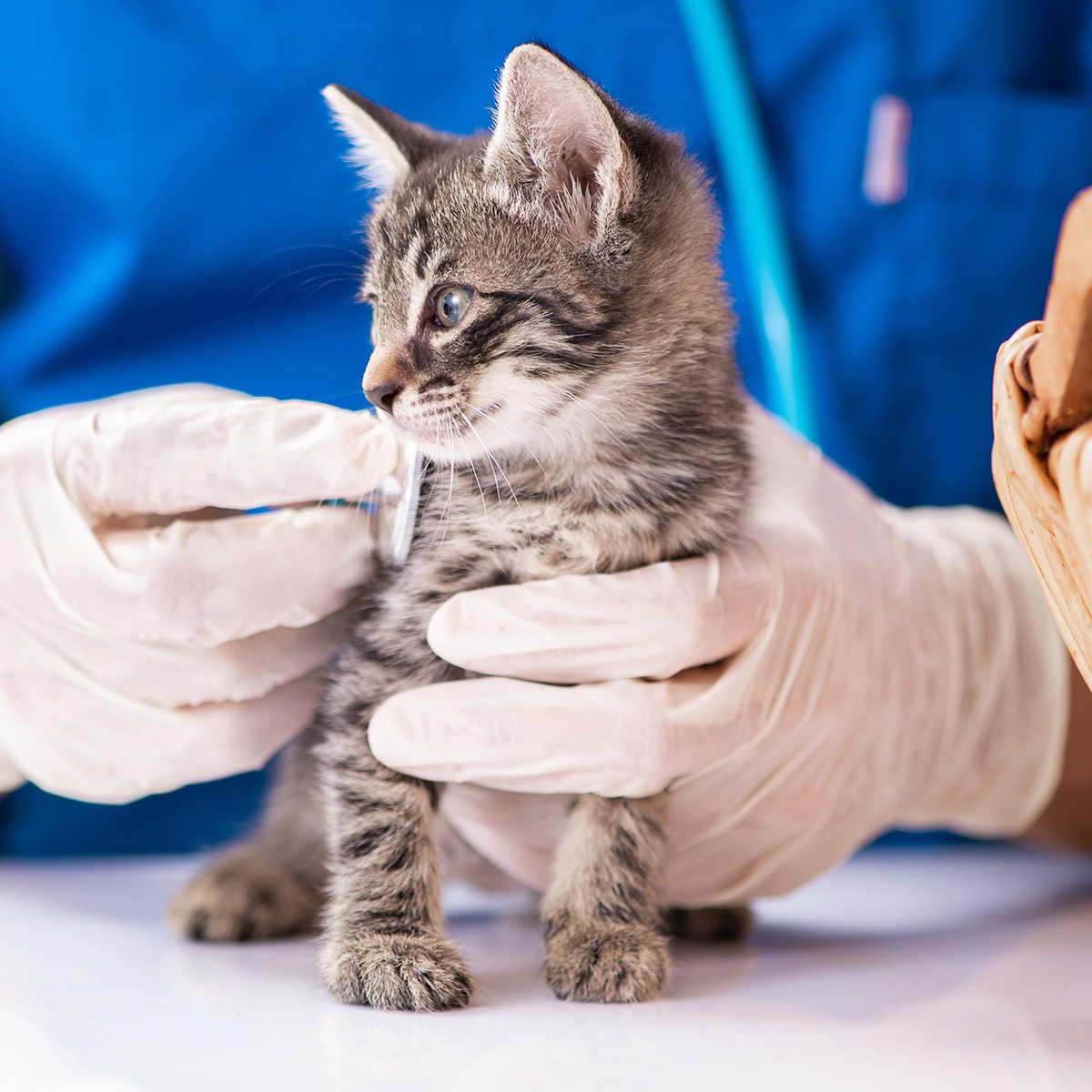 Kitten and stethoscope